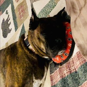 Meet your Posher, Bobbie